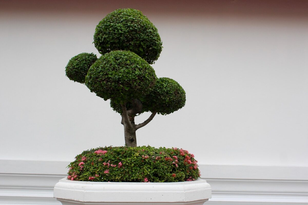 A tropical bonsai being pruned with twig scissors