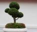 A tropical bonsai being pruned with twig scissors