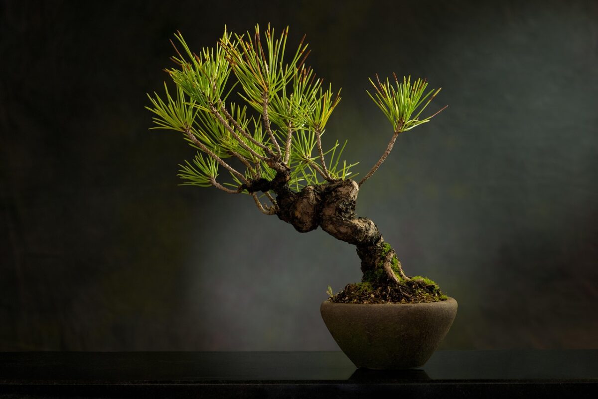 Bonsai roots being combed out with a root rake