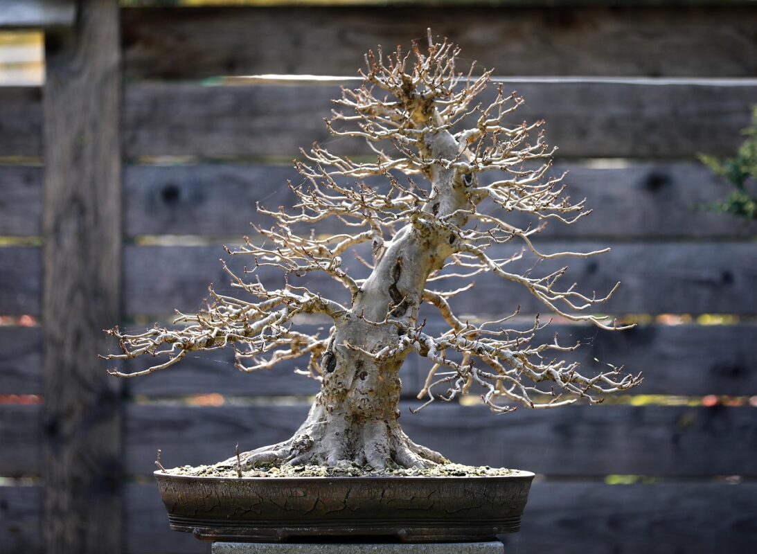 A concave bonsai cutter beside a small tree