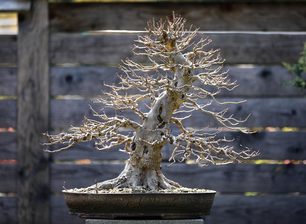 A concave bonsai cutter beside a small tree